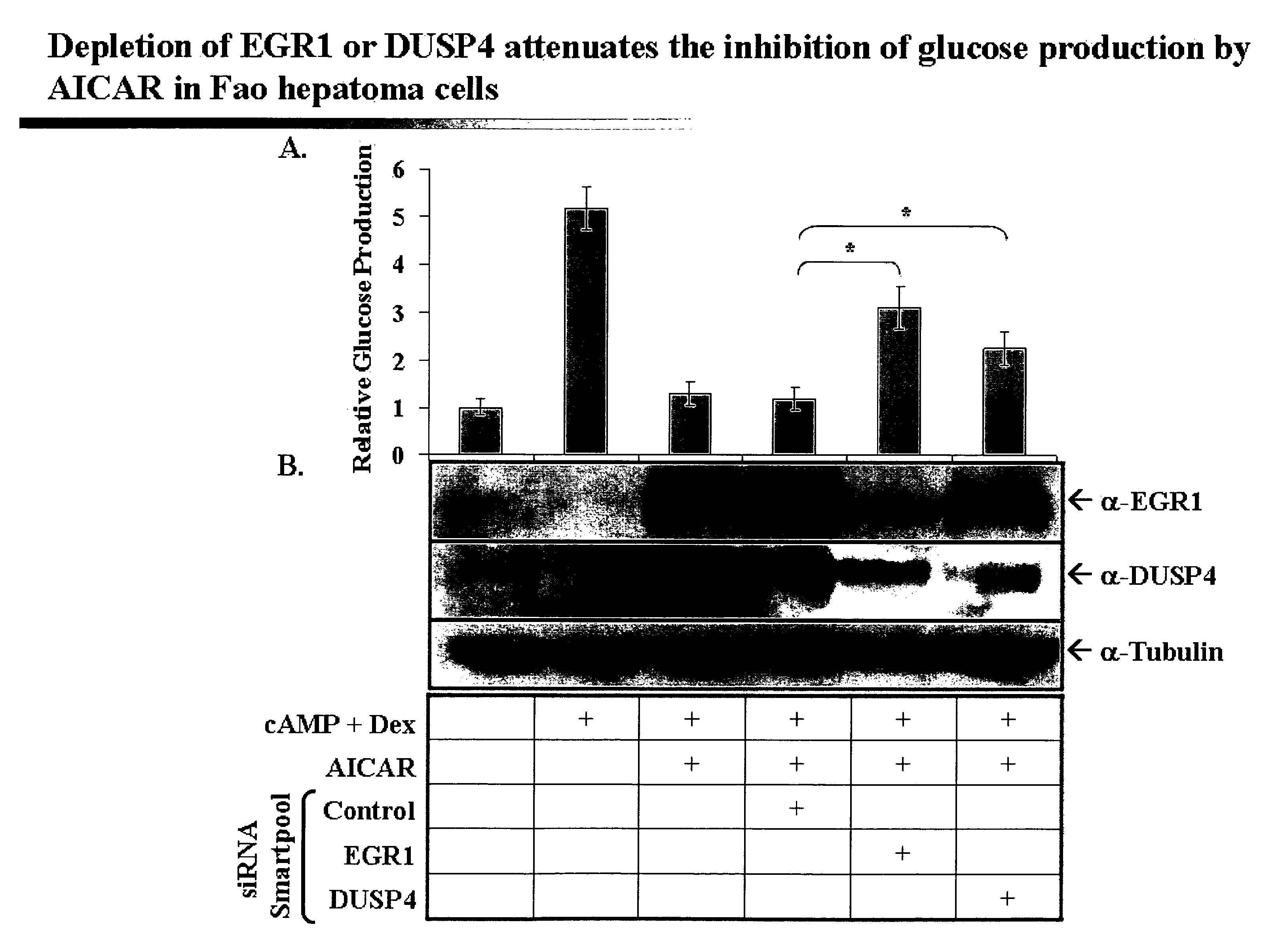 Modulators of gluconeogenesis