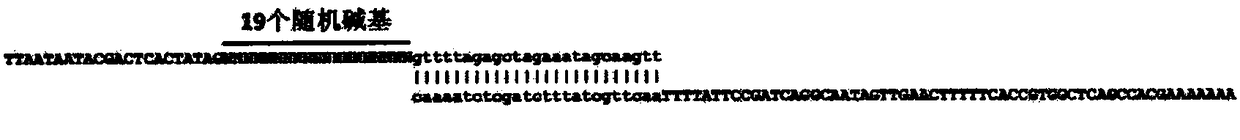 CRISPR/Cas9 random library, and its construction and application