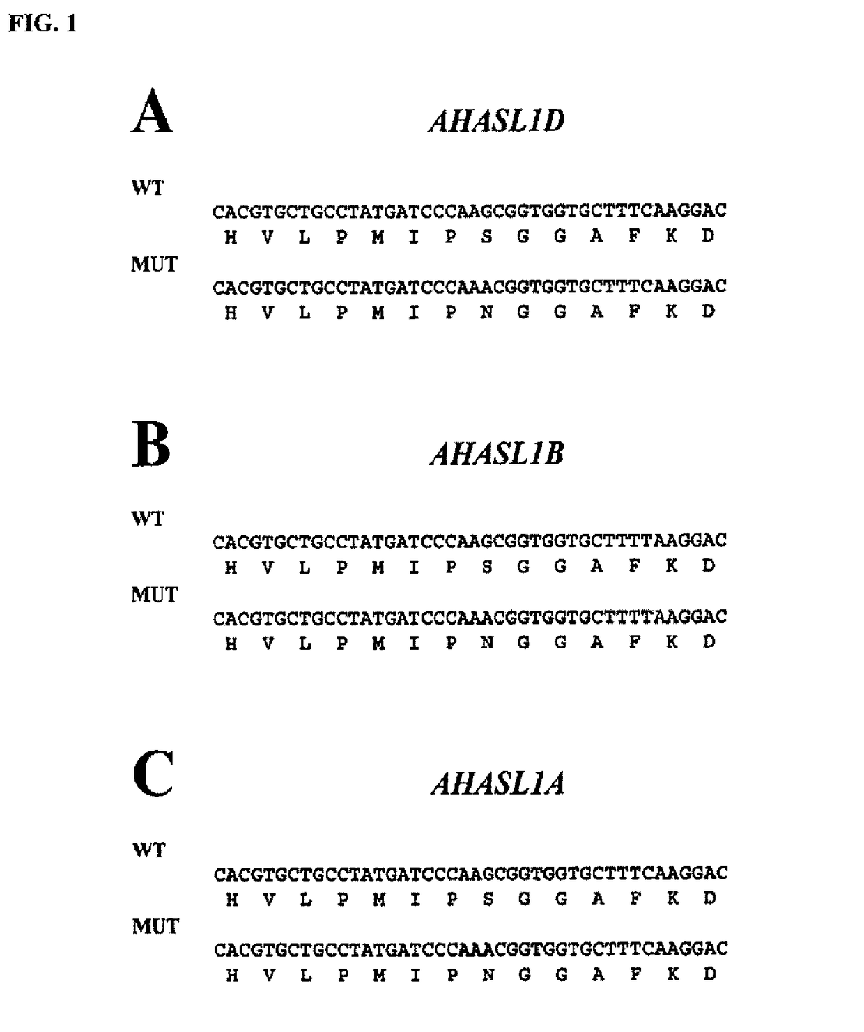 Methods and compositions for analyzing AHASL genes in wheat