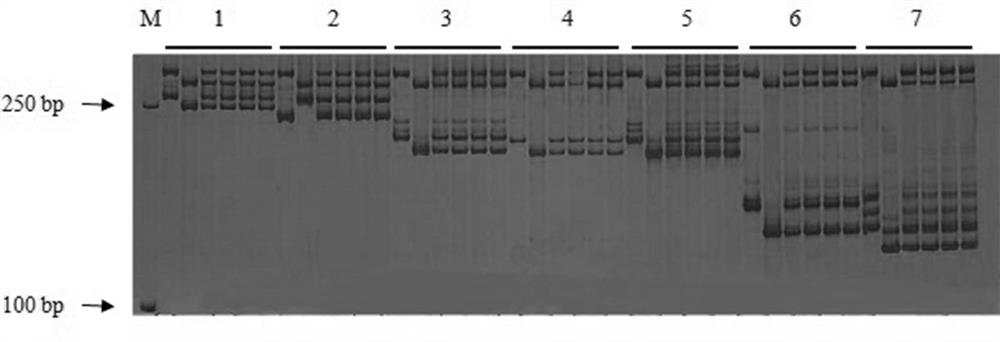 A Multiple PCR Method for Identifying the Purity of Melon Seeds