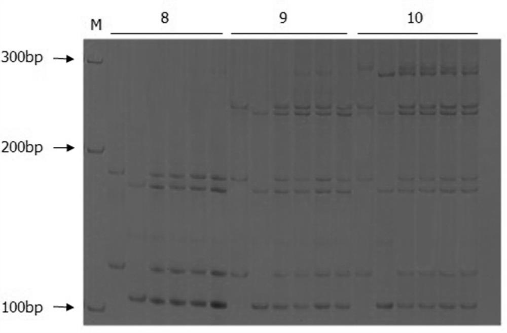 A Multiple PCR Method for Identifying the Purity of Melon Seeds