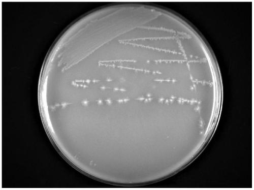 Bacillus CCPM7645 with strong anti-cancer activity and application thereof