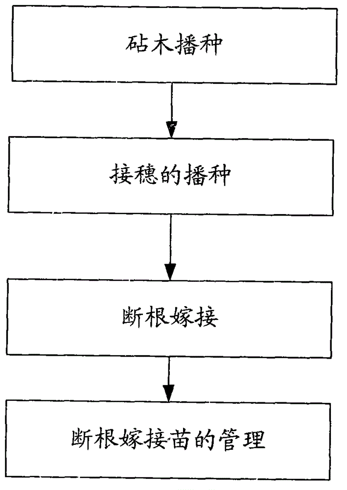 Method for raising watermelon seedlings by dual-root-cutting grafting