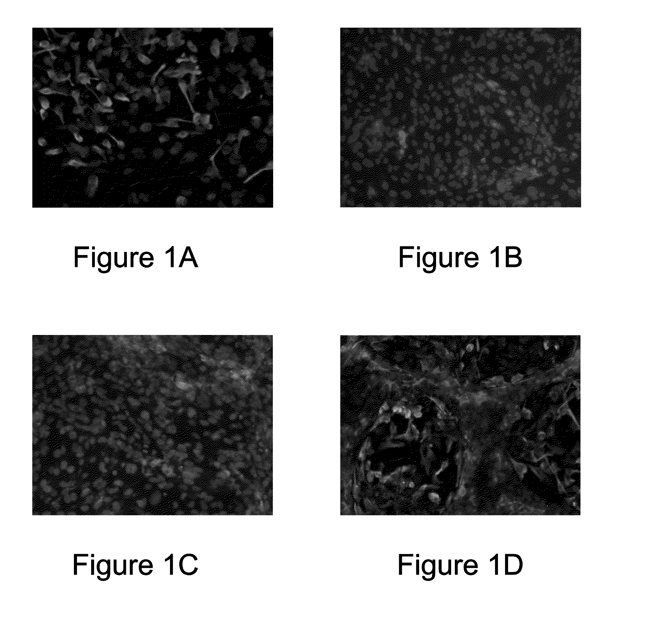 Cell sheet construct for neurovascular reconstruction and manufacture thereof
