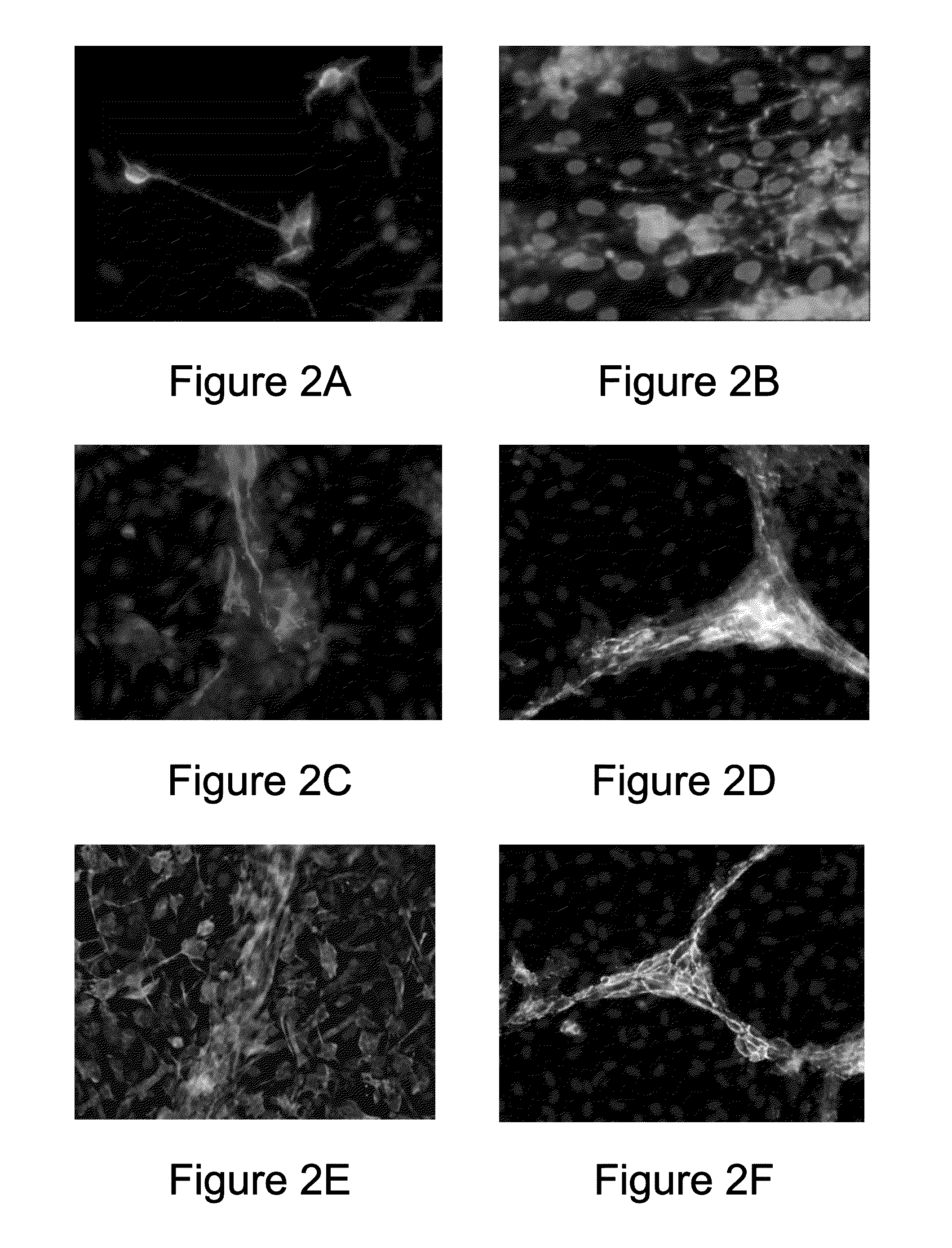 Cell sheet construct for neurovascular reconstruction and manufacture thereof