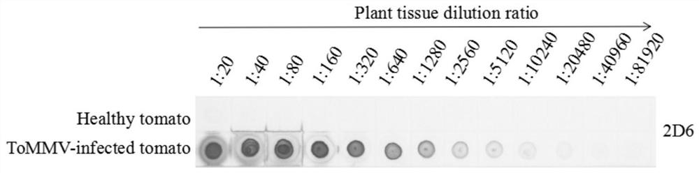 Hybridoma cell line secreting tomato mottle mosaic virus monoclonal antibody and its application