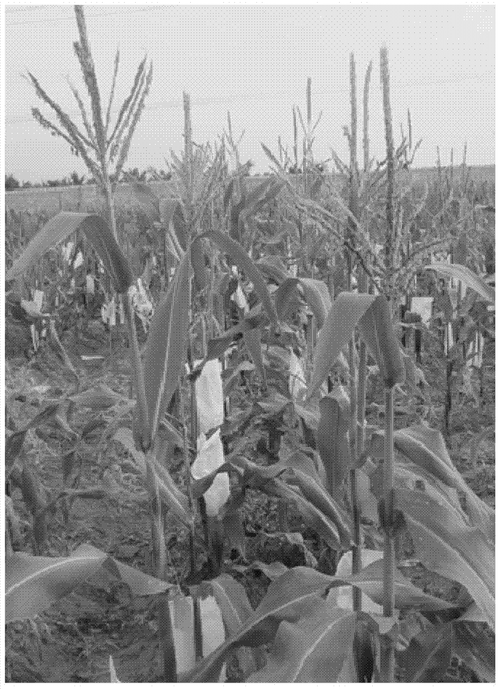 Method for cultivating maize haploid induction line whose haploid induction rate is higher than that of maize haploid induction line cau5