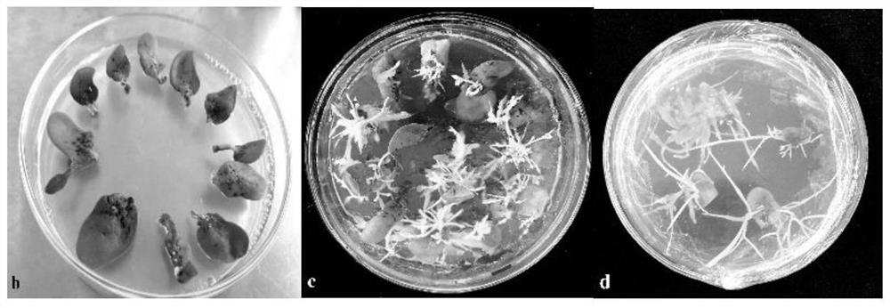 Ammopiptanthus mongolicus (Maxim. ex kon) Chengf. hairy root system induction and culture method for improving yield of formononetin