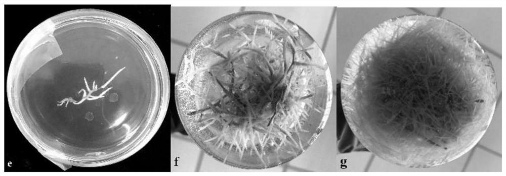 Ammopiptanthus mongolicus (Maxim. ex kon) Chengf. hairy root system induction and culture method for improving yield of formononetin