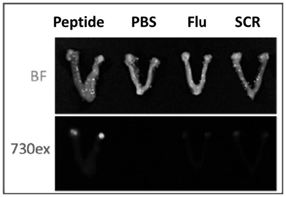 Targeting ovary polypeptide and application thereof