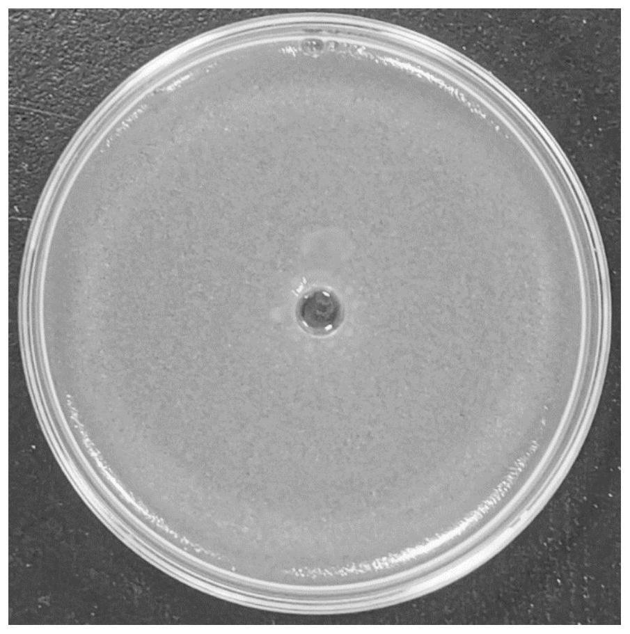 Antibacterial peptide YHX-5 and application thereof