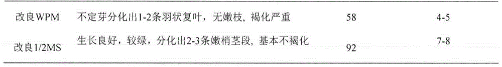 In-vitro propagation method of taxodium hybrids 'zhongshansha136'