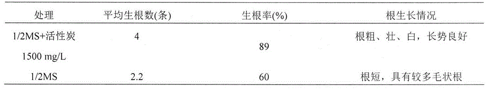 In-vitro propagation method of taxodium hybrids 'zhongshansha136'