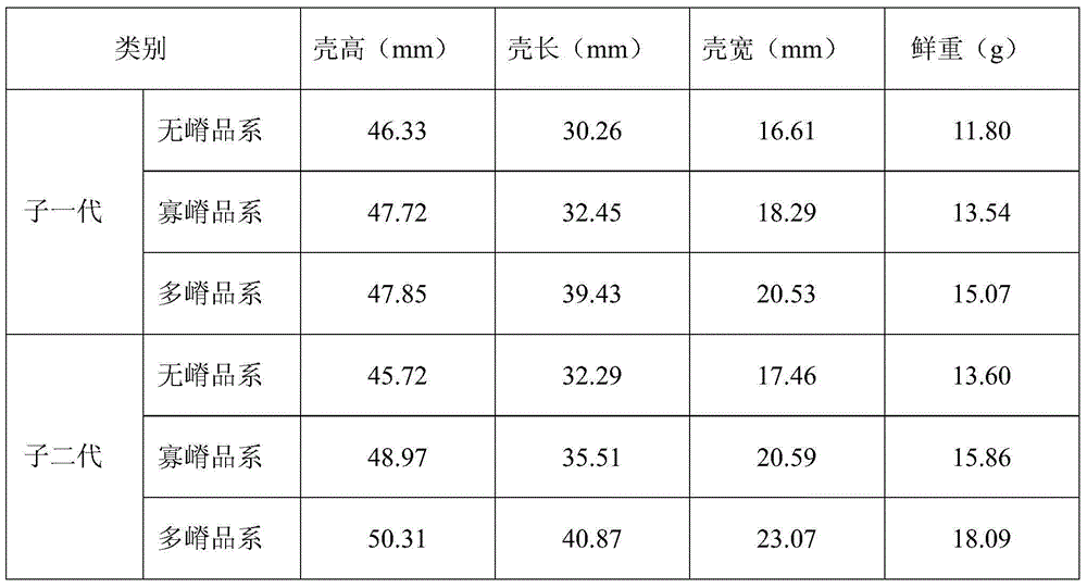 A seed production method of Kumamoto oyster marked by the number of radial ridges on the left shell