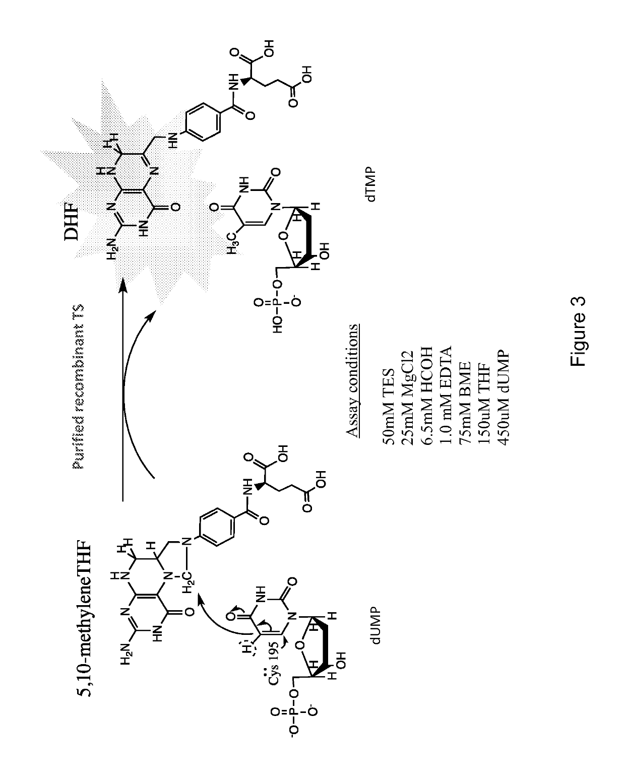 Allosteric inhibitors of thymidylate synthase