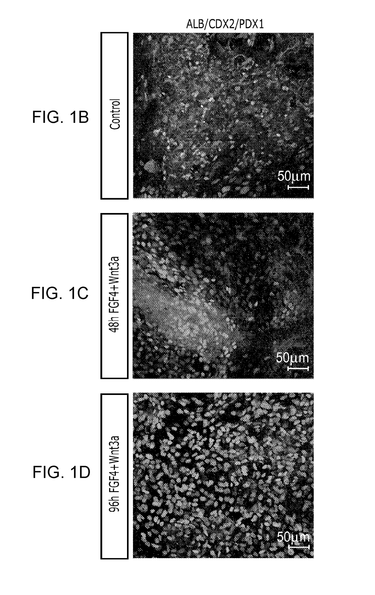 Methods and systems for converting precursor cells into intestinal tissues through directed differentiation