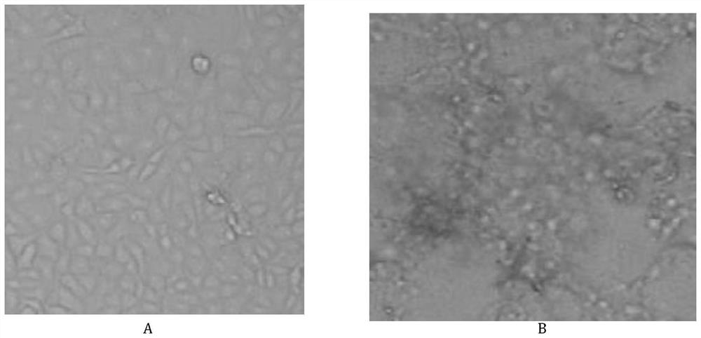 A heterologous antibody against giant panda canine distemper virus and its preparation method