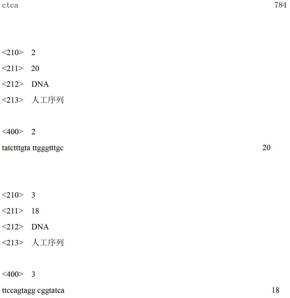 Method for identifying porphyra yezoensis high-temperature-resistant strain TM-18, molecular marker and construction method for same