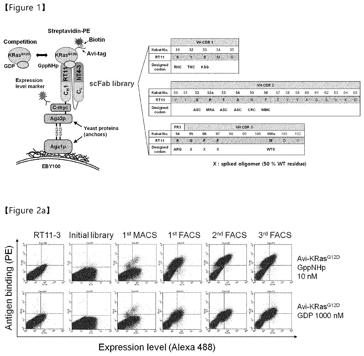 Antibody inhibiting activated ras in cell by internalizing into cytosol of cell, and use thereof