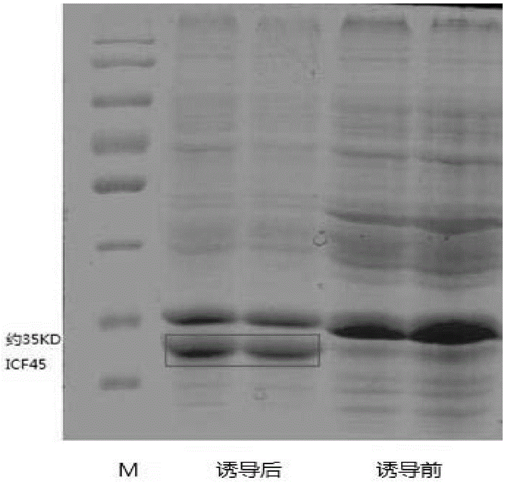 Preparation and application of a kind of human icf45 monoclonal antibody