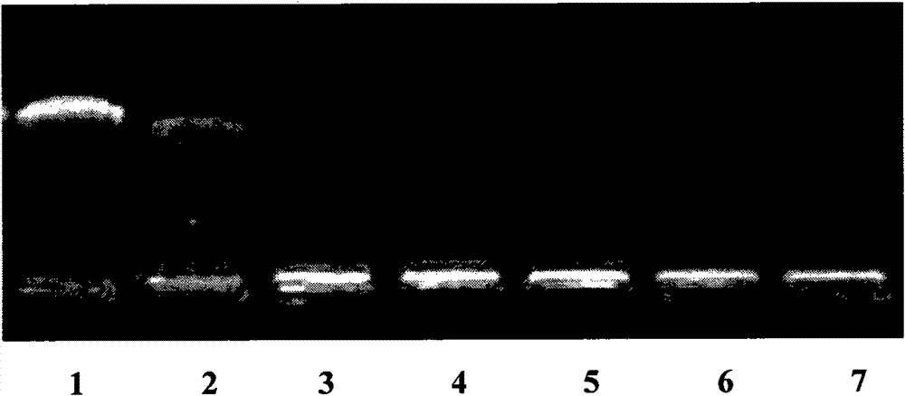 Chitosan derivative used as gene vector, and preparation method and application thereof