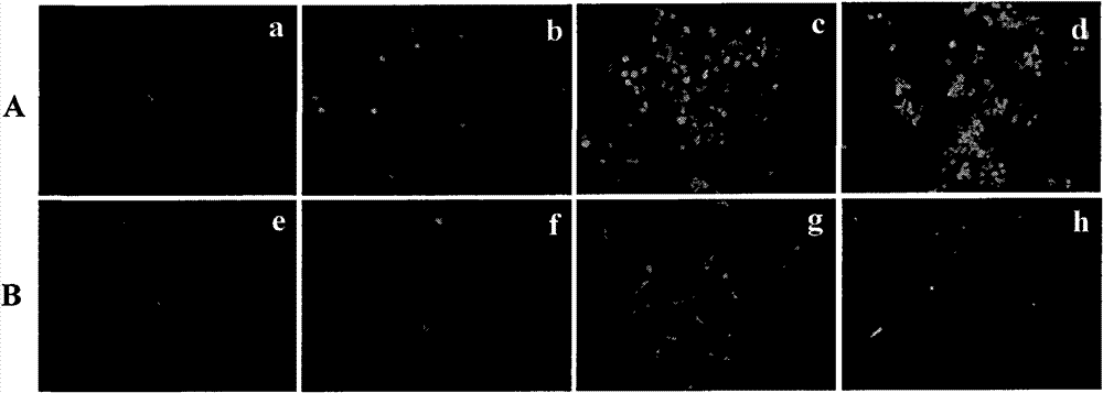 Chitosan derivative used as gene vector, and preparation method and application thereof