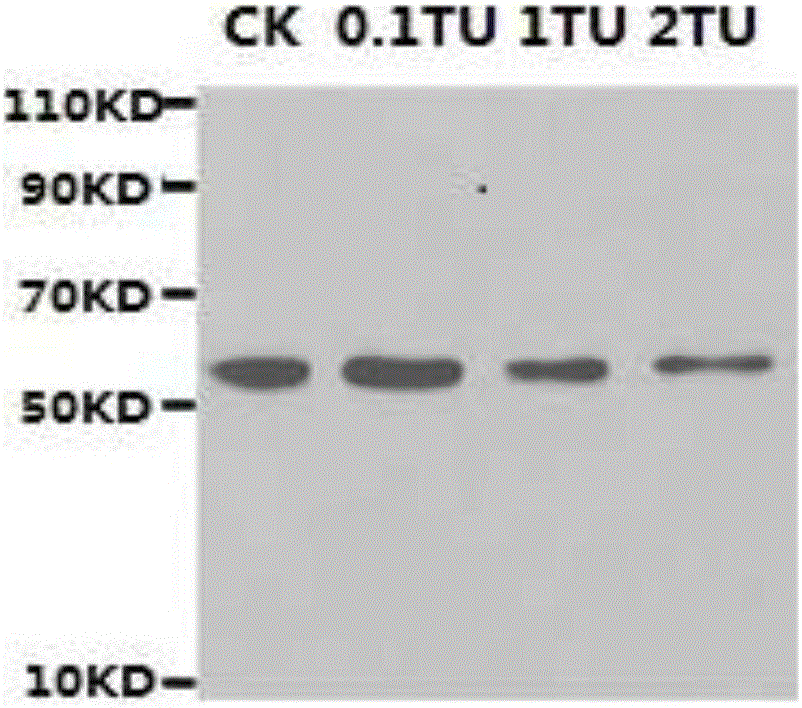 Method for detecting zebrafish M3 receptor protein based on determination of p38MAPK protein expression
