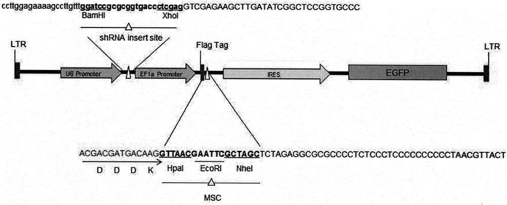 Novel endogenous gene expression substituting lentivirus vector and construction method thereof