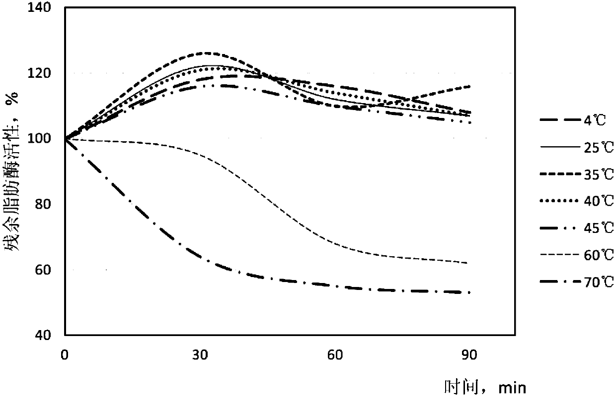 Lipase derived from cladosporium, and coding gene sequence and application thereof