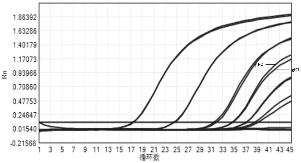 A Taqman real-time fluorescent PCR kit for diagnosing pig umbilical cord blood pseudorabies virus field strain and its application