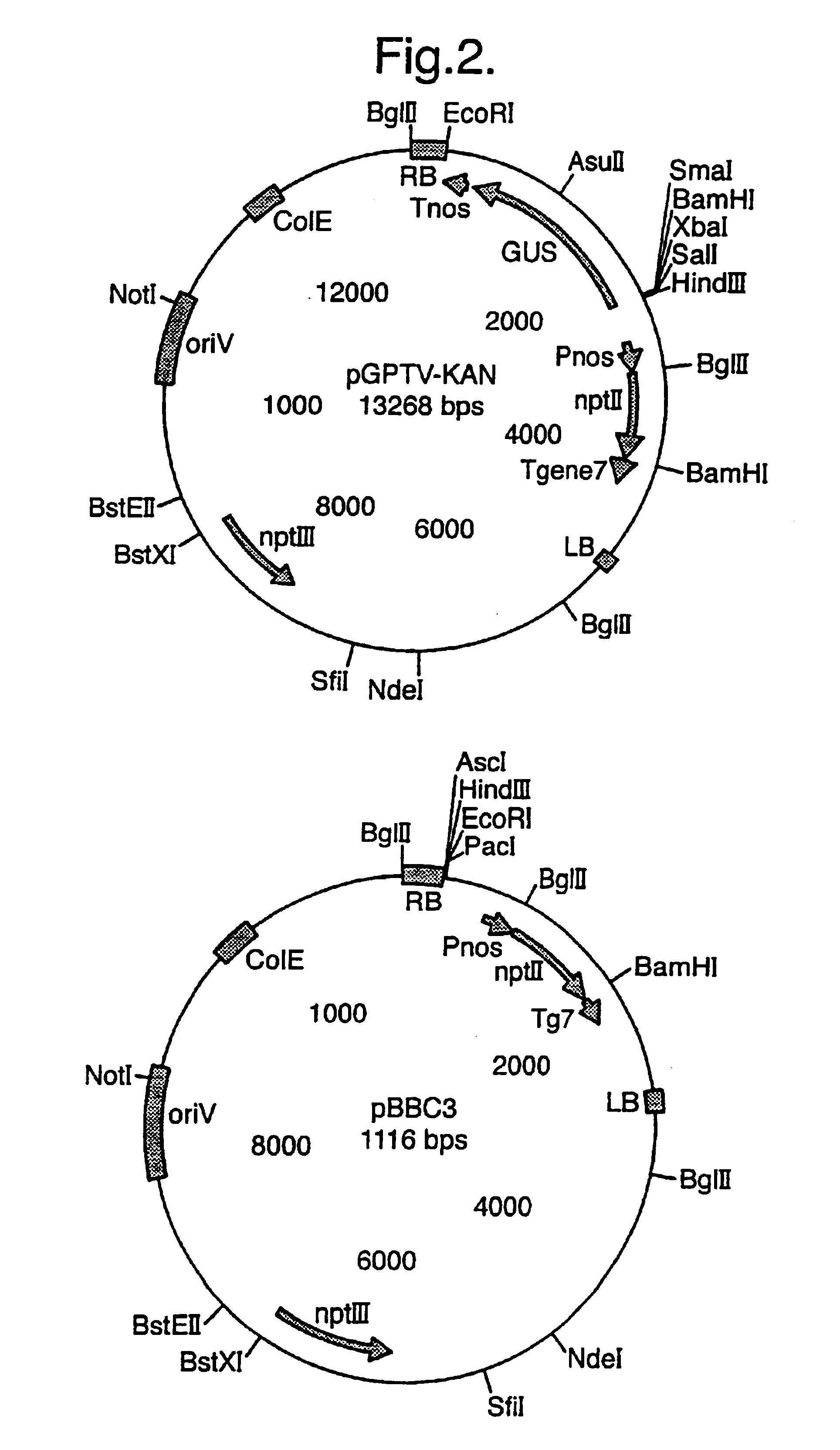 Methods and composition for modulating flavonols content