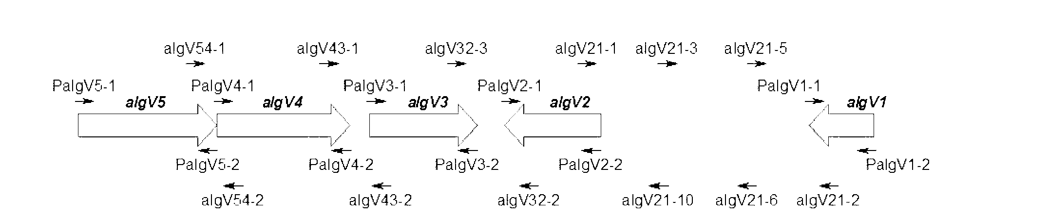 Alginate lyase biosynthesis gene cluster