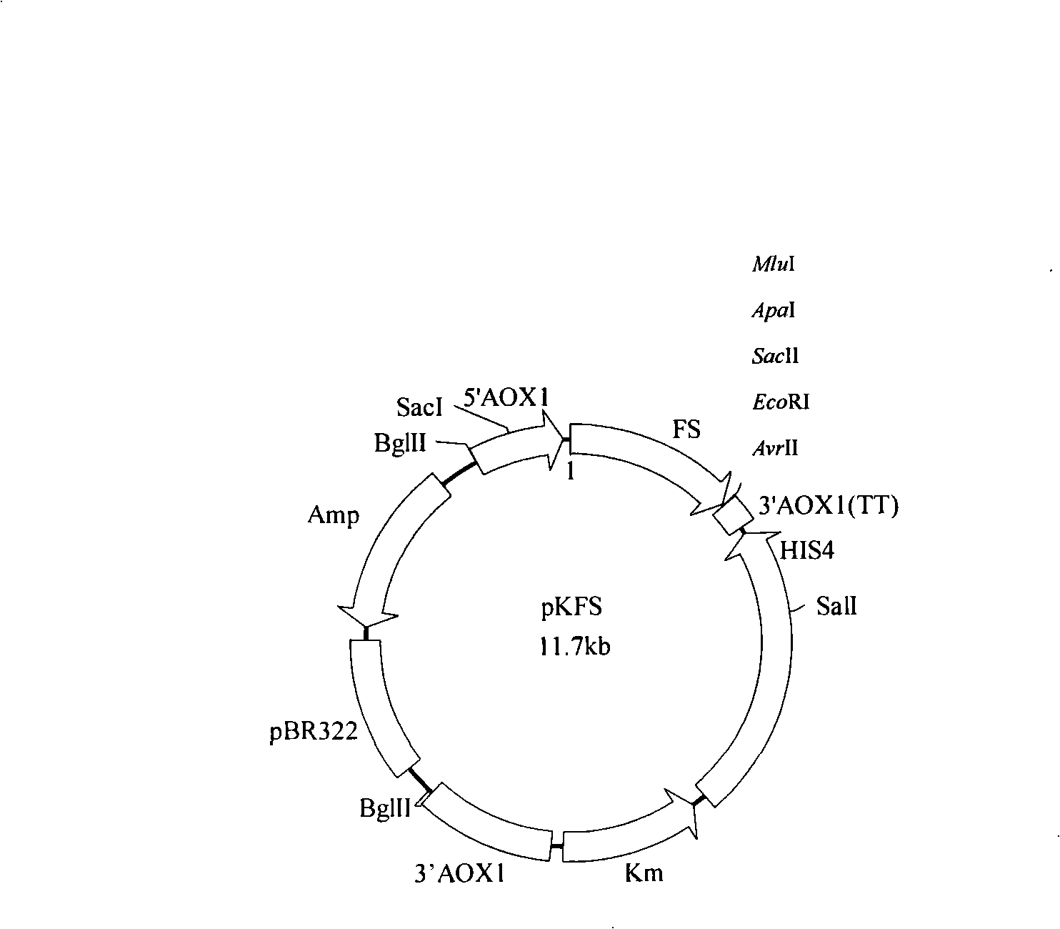 Process for synthesizing ethyl caproate by yeast display lipase synthesis