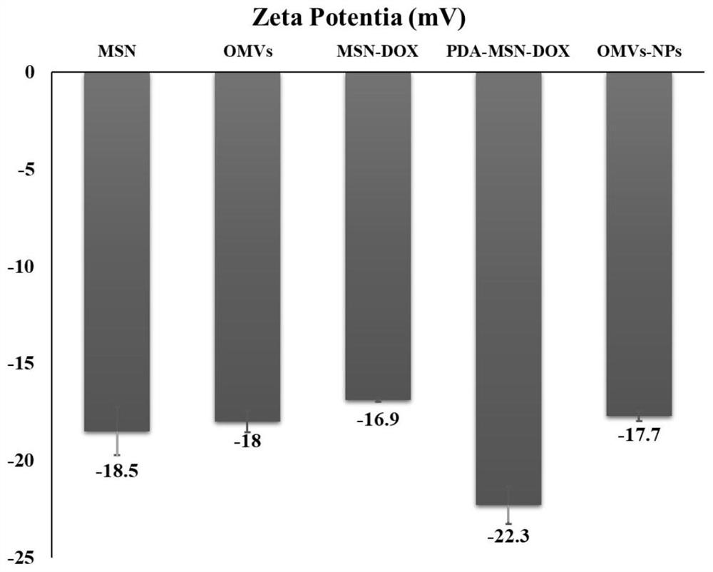 Nano-drug carrier wrapped by bacterial outer membrane vesicles and preparation method of nano-drug carrier