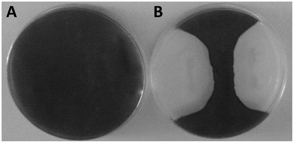 A kind of maize endophytic Bacillus subtilis and its biocontrol application