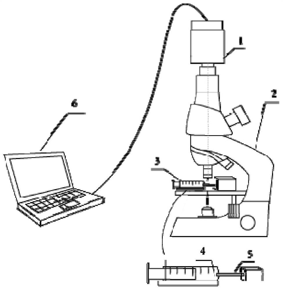 Method for observing microscopic ingestion dynamics mechanism of bees