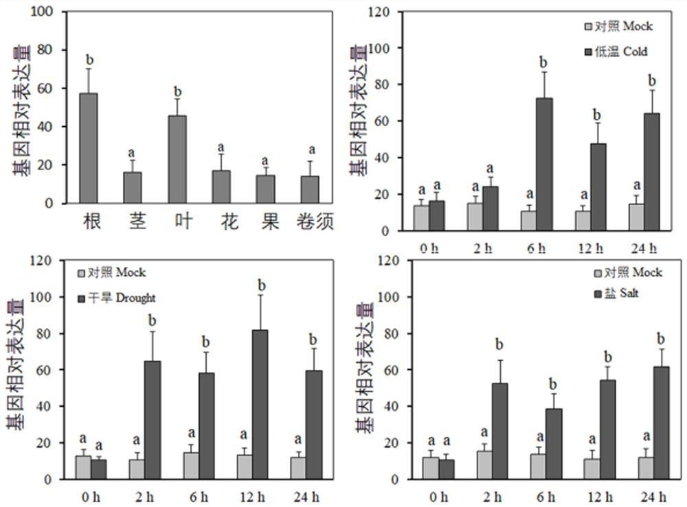 Application of grape vylhcb4 gene and its encoded protein and gene in the breeding of stress resistant varieties