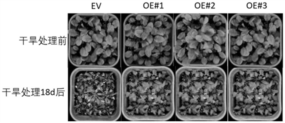 Application of grape vylhcb4 gene and its encoded protein and gene in the breeding of stress resistant varieties