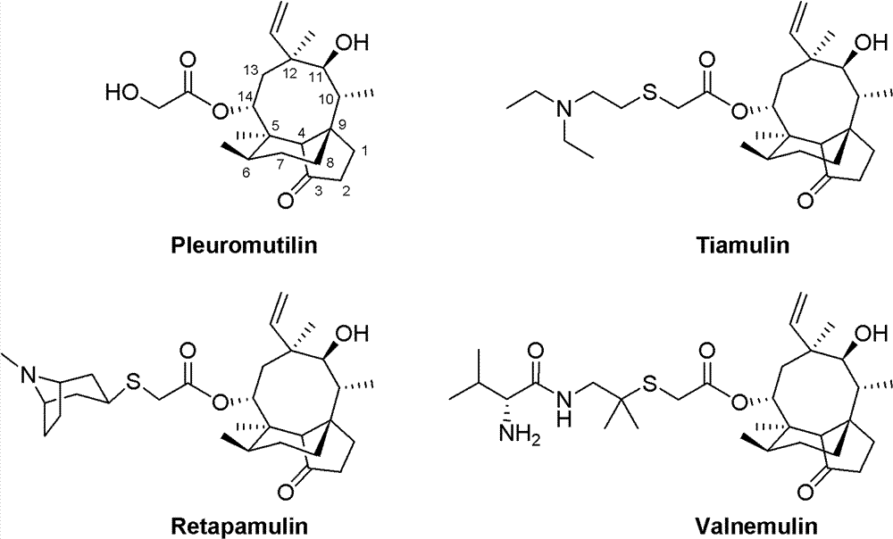 Mulin acetate containing substituted squaric acid and application thereof
