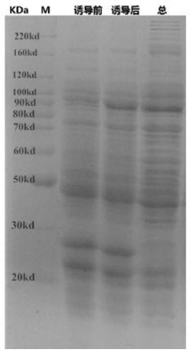 Mutant taq DNA polymerase, nucleic acid extraction-free direct PCR amplification kit and application thereof