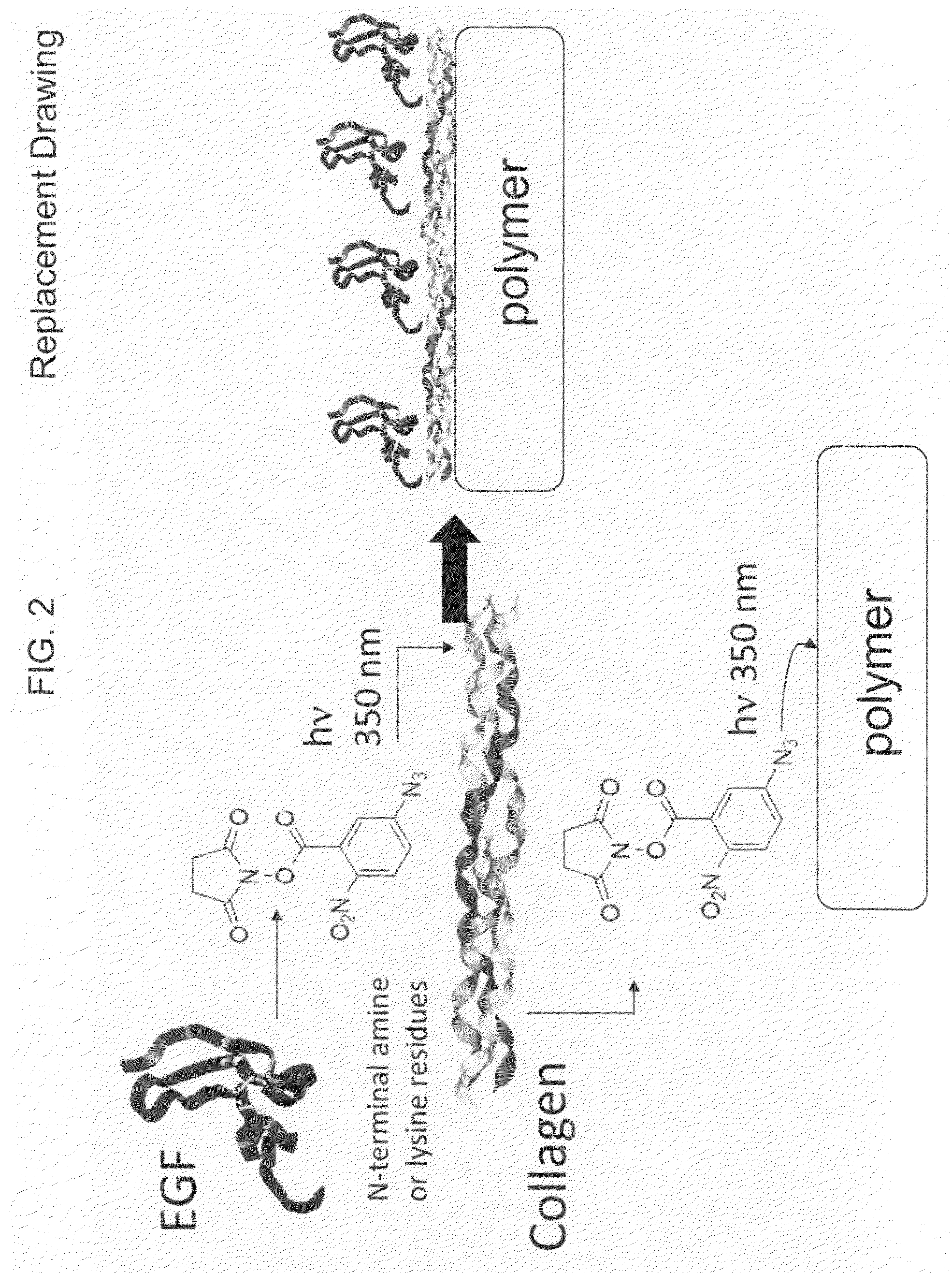 Sequential coupling of biomolecule layers to polymers