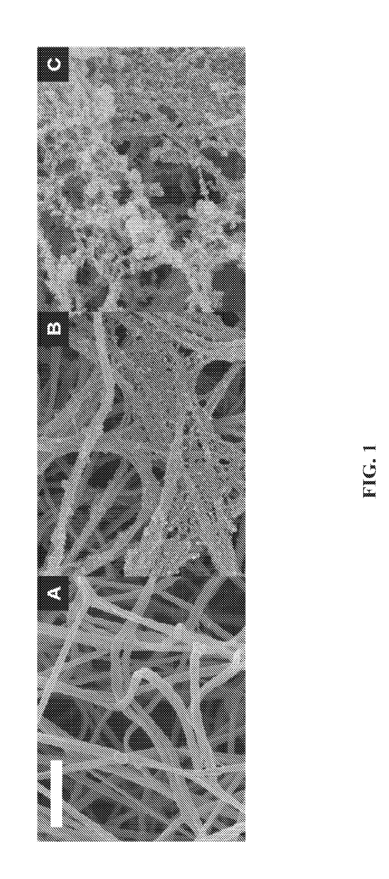 Cell-collagen-silica composites and methods of making and using the same