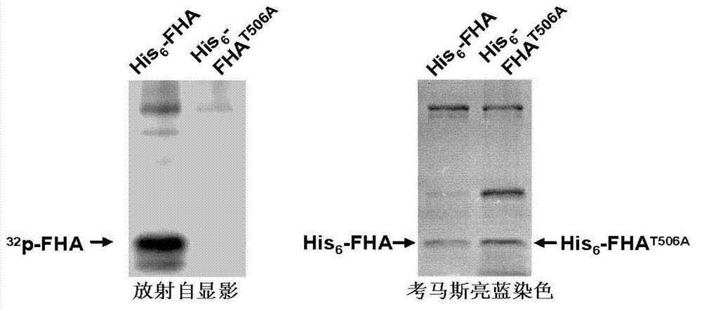 Polypeptide for preventing and/or treating pain and application of polypeptide