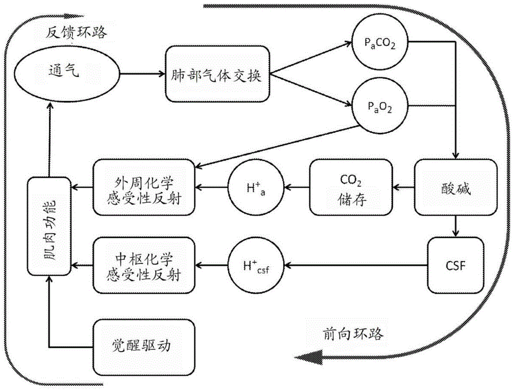 A system and a corresponding method for estimating respiratory drive of mechanically ventilated patients