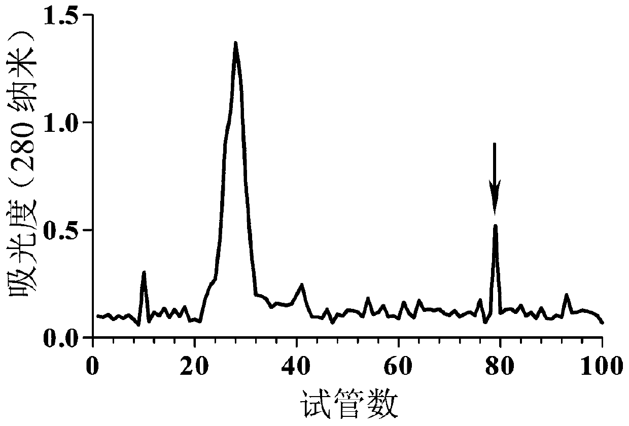 Anti-gout active polypeptide RDP2 as well as preparation method and application thereof