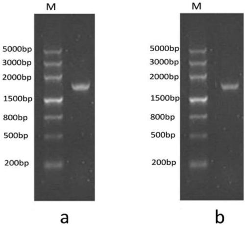 A method for expressing biotinylated luciferase