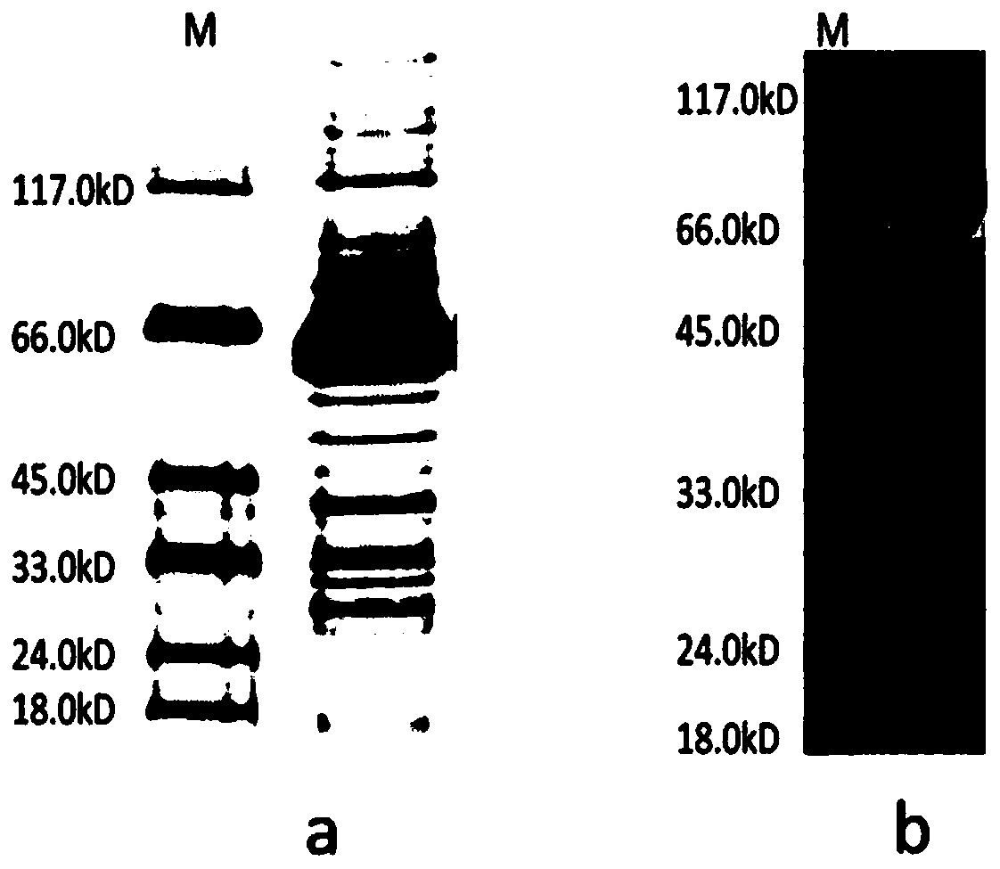 A method for expressing biotinylated luciferase