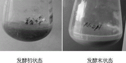 Method for preparing ayfivin compound protein feed additive by degrading feather with bacillus licheniformis