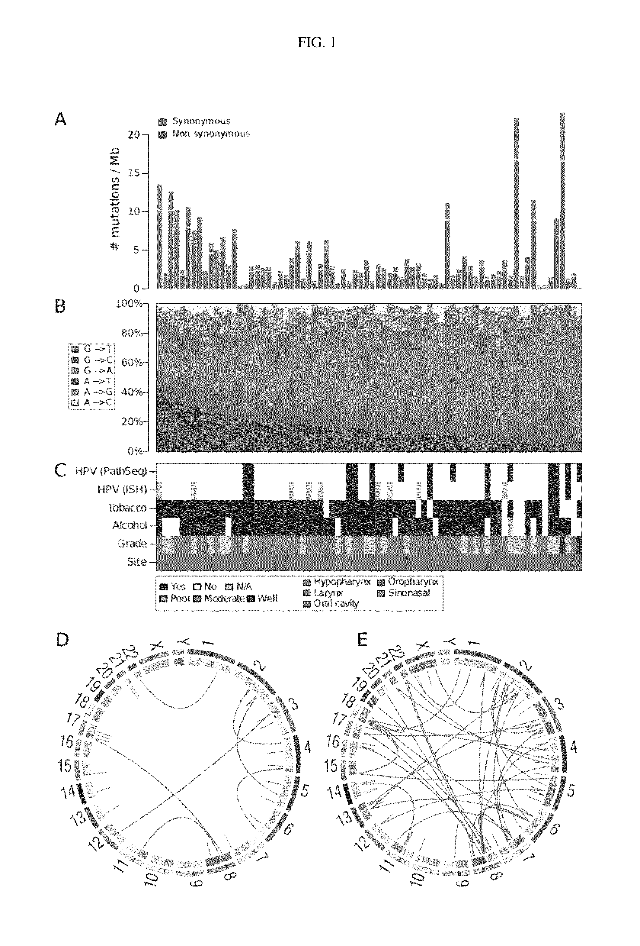 Compositions and methods of treating head and neck cancer