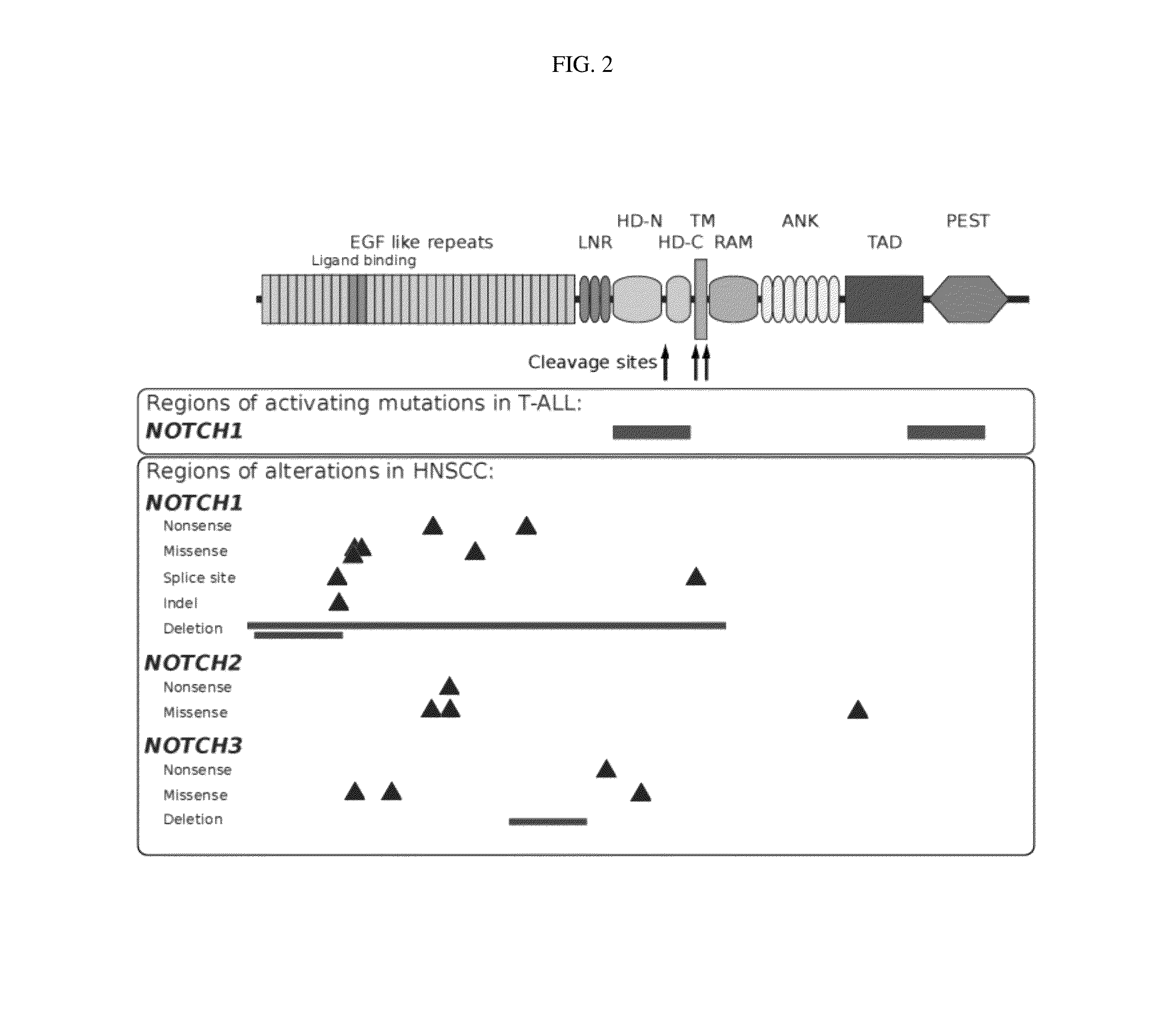 Compositions and methods of treating head and neck cancer